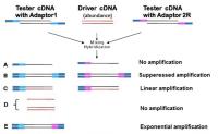 SSH cDNA Library image 1